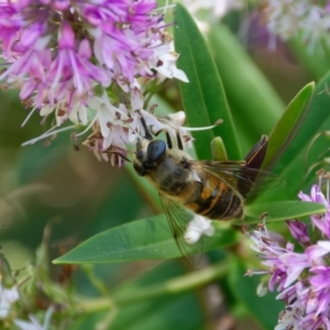 Eristalis tenax at Downer, ACT - 9 Jan 2023