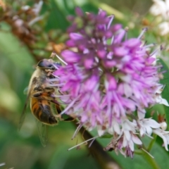 Eristalis tenax at Downer, ACT - 9 Jan 2023