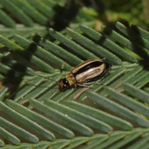 Monolepta froggatti at O'Connor, ACT - 8 Jan 2023 10:52 AM