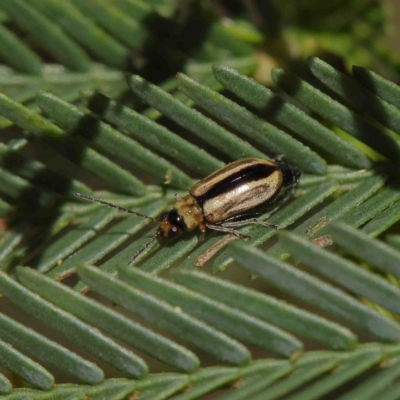 Monolepta froggatti (Leaf beetle) at Dryandra St Woodland - 7 Jan 2023 by ConBoekel