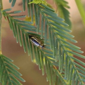 Monolepta froggatti at O'Connor, ACT - 8 Jan 2023 10:52 AM