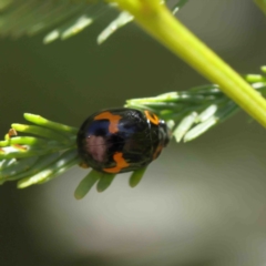 Peltoschema oceanica (Oceanica leaf beetle) at Dryandra St Woodland - 7 Jan 2023 by ConBoekel