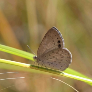 Erina hyacinthina at O'Connor, ACT - 8 Jan 2023