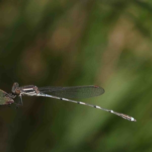 Austrolestes leda at O'Connor, ACT - 8 Jan 2023 11:03 AM