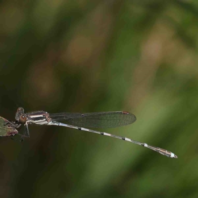 Austrolestes leda (Wandering Ringtail) at O'Connor, ACT - 8 Jan 2023 by ConBoekel