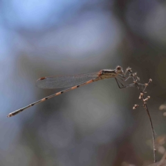 Austrolestes leda (Wandering Ringtail) at O'Connor, ACT - 8 Jan 2023 by ConBoekel