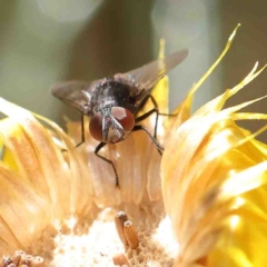 Unidentified True fly (Diptera) at O'Connor, ACT - 7 Jan 2023 by ConBoekel