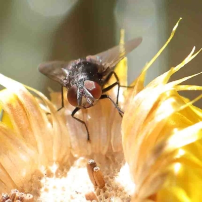 Calyptrate (subsection) (Unidentified house-flies, blow-flies and their allies) at O'Connor, ACT - 8 Jan 2023 by ConBoekel