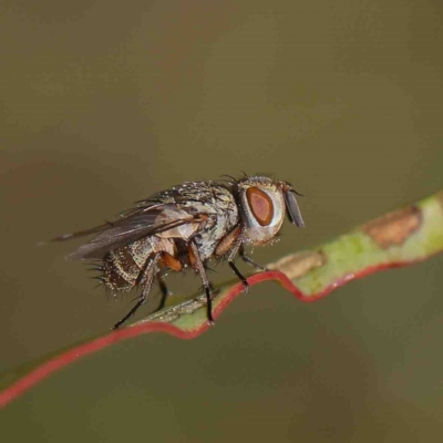 Goniini (tribe) (A tachinid fly) at O'Connor, ACT - 8 Jan 2023 by ConBoekel