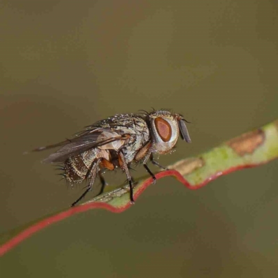 Unidentified Bristle Fly (Tachinidae) at Dryandra St Woodland - 7 Jan 2023 by ConBoekel