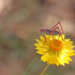 Torbia viridissima (Gum Leaf Katydid) at O'Connor, ACT - 8 Jan 2023 by ConBoekel