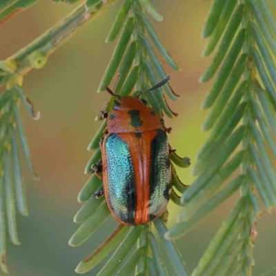 Calomela curtisi (Acacia leaf beetle) at O'Connor, ACT - 8 Jan 2023 by ConBoekel