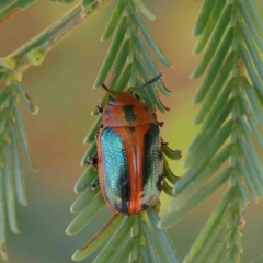 Calomela curtisi (Acacia leaf beetle) at O'Connor, ACT - 7 Jan 2023 by ConBoekel