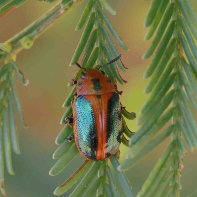 Calomela curtisi (Acacia leaf beetle) at Dryandra St Woodland - 7 Jan 2023 by ConBoekel