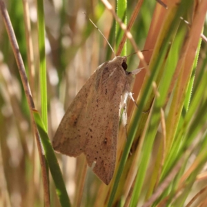 Mythimna (Pseudaletia) convecta at O'Connor, ACT - 8 Jan 2023