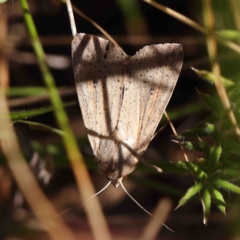 Mythimna (Pseudaletia) convecta at O'Connor, ACT - 8 Jan 2023