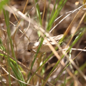 Mythimna (Pseudaletia) convecta at O'Connor, ACT - 8 Jan 2023