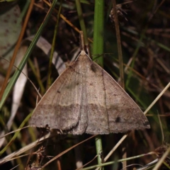 Epidesmia hypenaria (Long-nosed Epidesmia) at O'Connor, ACT - 8 Jan 2023 by ConBoekel