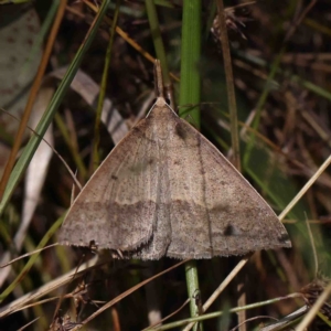 Epidesmia hypenaria at O'Connor, ACT - 8 Jan 2023 11:28 AM