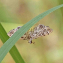 Nacoleia rhoeoalis (A Crambid moth (Spilomelinae) at O'Connor, ACT - 8 Jan 2023 by ConBoekel
