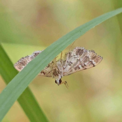 Nacoleia rhoeoalis (Spilomelinae) at Dryandra St Woodland - 8 Jan 2023 by ConBoekel