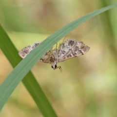 Nacoleia rhoeoalis at O'Connor, ACT - 8 Jan 2023 11:30 AM