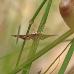 Nacoleia rhoeoalis at O'Connor, ACT - 8 Jan 2023 11:30 AM