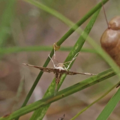 Nacoleia rhoeoalis at O'Connor, ACT - 8 Jan 2023 11:30 AM