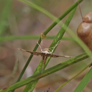 Nacoleia rhoeoalis at O'Connor, ACT - 8 Jan 2023 11:30 AM