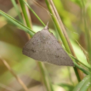 Nearcha nullata at O'Connor, ACT - 8 Jan 2023