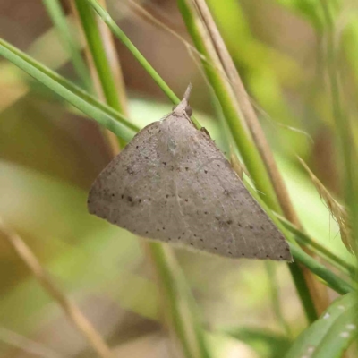 Nearcha nullata (Rounded Nearcha) at O'Connor, ACT - 8 Jan 2023 by ConBoekel