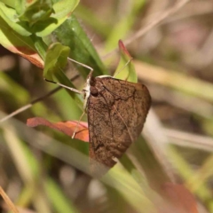 Uresiphita ornithopteralis (Tree Lucerne Moth) at Dryandra St Woodland - 8 Jan 2023 by ConBoekel