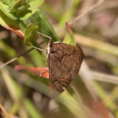 Uresiphita ornithopteralis (Tree Lucerne Moth) at O'Connor, ACT - 8 Jan 2023 by ConBoekel