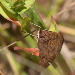 Uresiphita ornithopteralis at O'Connor, ACT - 8 Jan 2023 11:50 AM