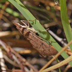 Uresiphita ornithopteralis at O'Connor, ACT - 8 Jan 2023 11:50 AM