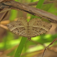 Chrysolarentia subrectaria (A Geometer moth) at Dryandra St Woodland - 8 Jan 2023 by ConBoekel