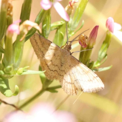 Scopula rubraria (Reddish Wave, Plantain Moth) at O'Connor, ACT - 8 Jan 2023 by ConBoekel