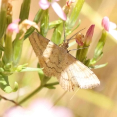 Scopula rubraria (Plantain Moth) at O'Connor, ACT - 7 Jan 2023 by ConBoekel