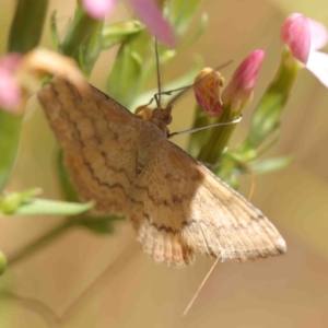 Scopula rubraria at O'Connor, ACT - 8 Jan 2023