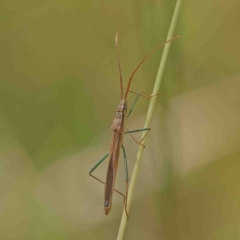 Mutusca brevicornis (A broad-headed bug) at Dryandra St Woodland - 8 Jan 2023 by ConBoekel