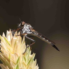 Cerdistus sp. (genus) (Slender Robber Fly) at O'Connor, ACT - 7 Jan 2023 by ConBoekel