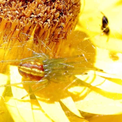 Deliochus pulcher (Beautiful Deliochus spider) at Dryandra St Woodland - 7 Jan 2023 by ConBoekel