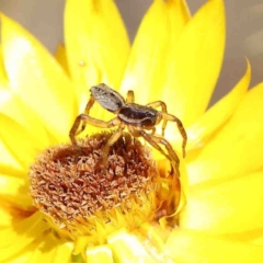 Unverified Spider at O'Connor, ACT - 8 Jan 2023 by ConBoekel