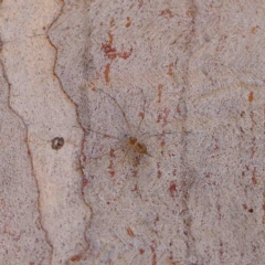 Tamopsis sp. (genus) (Two-tailed spider) at Dryandra St Woodland - 8 Jan 2023 by ConBoekel