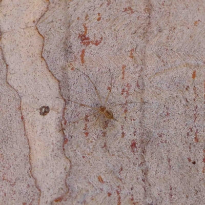 Tamopsis sp. (genus) (Two-tailed spider) at Dryandra St Woodland - 8 Jan 2023 by ConBoekel