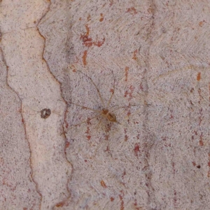 Tamopsis sp. (genus) at O'Connor, ACT - 8 Jan 2023