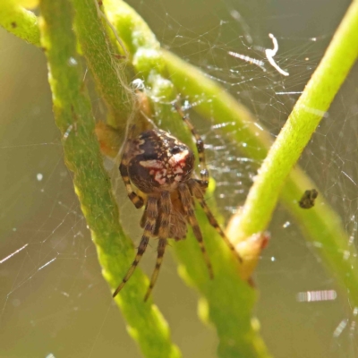 Unidentified Orb-weaving spider (several families) at O'Connor, ACT - 8 Jan 2023 by ConBoekel