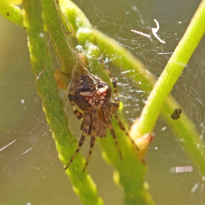 Hortophora sp. (genus) at Dryandra St Woodland - 8 Jan 2023 by ConBoekel