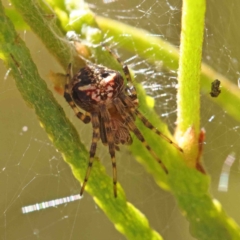 Araneinae (subfamily) at O'Connor, ACT - 8 Jan 2023 11:46 AM