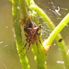 Araneinae (subfamily) at O'Connor, ACT - 8 Jan 2023 11:46 AM